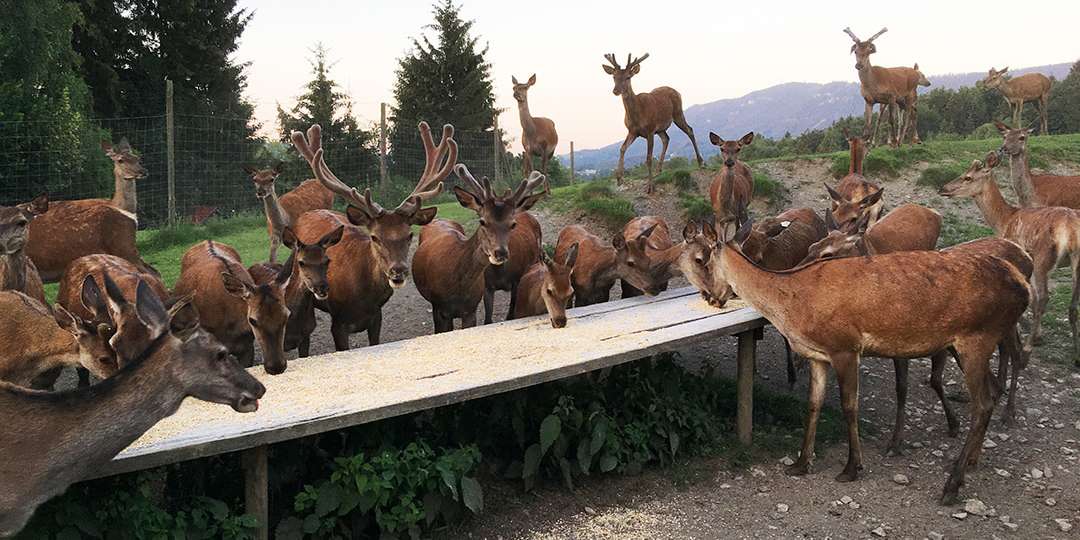Fütterung Farmwild.jpg © Prunner Fütterung Farmwild.jpg © Prunner