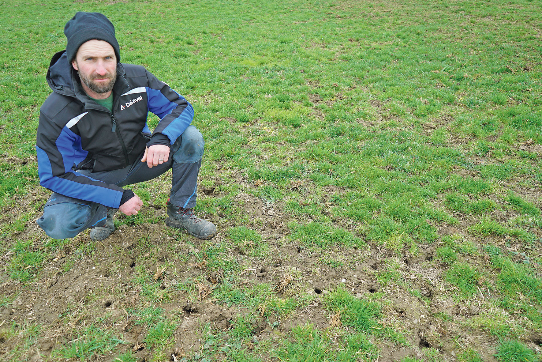 Feldmäuse  sind heuer eine echte Plage.jpg © Archiv Feldmäuse  sind heuer eine echte Plage.jpg © Archiv