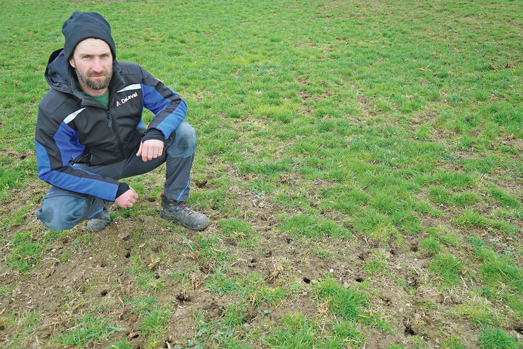 Feldmäuse  sind heuer eine echte Plage.jpg © Archiv Feldmäuse  sind heuer eine echte Plage.jpg © Archiv