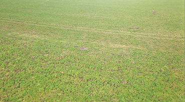 Feldmäuse  sind heuer eine echte Plage.jpg © Michael Hatheier Feldmäuse  sind heuer eine echte Plage.jpg © Michael Hatheier