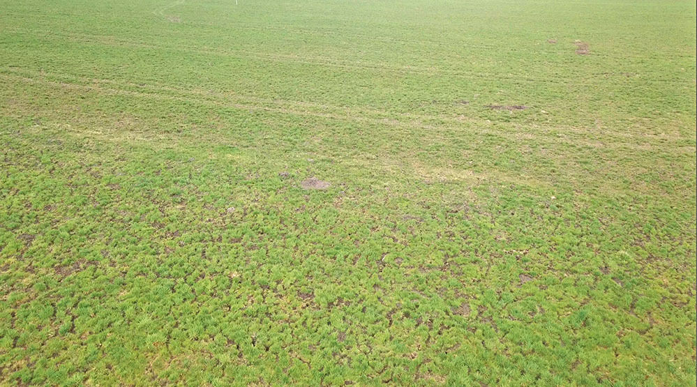 Feldmäuse  sind heuer eine echte Plage.jpg © Michael Hatheier Feldmäuse  sind heuer eine echte Plage.jpg © Michael Hatheier