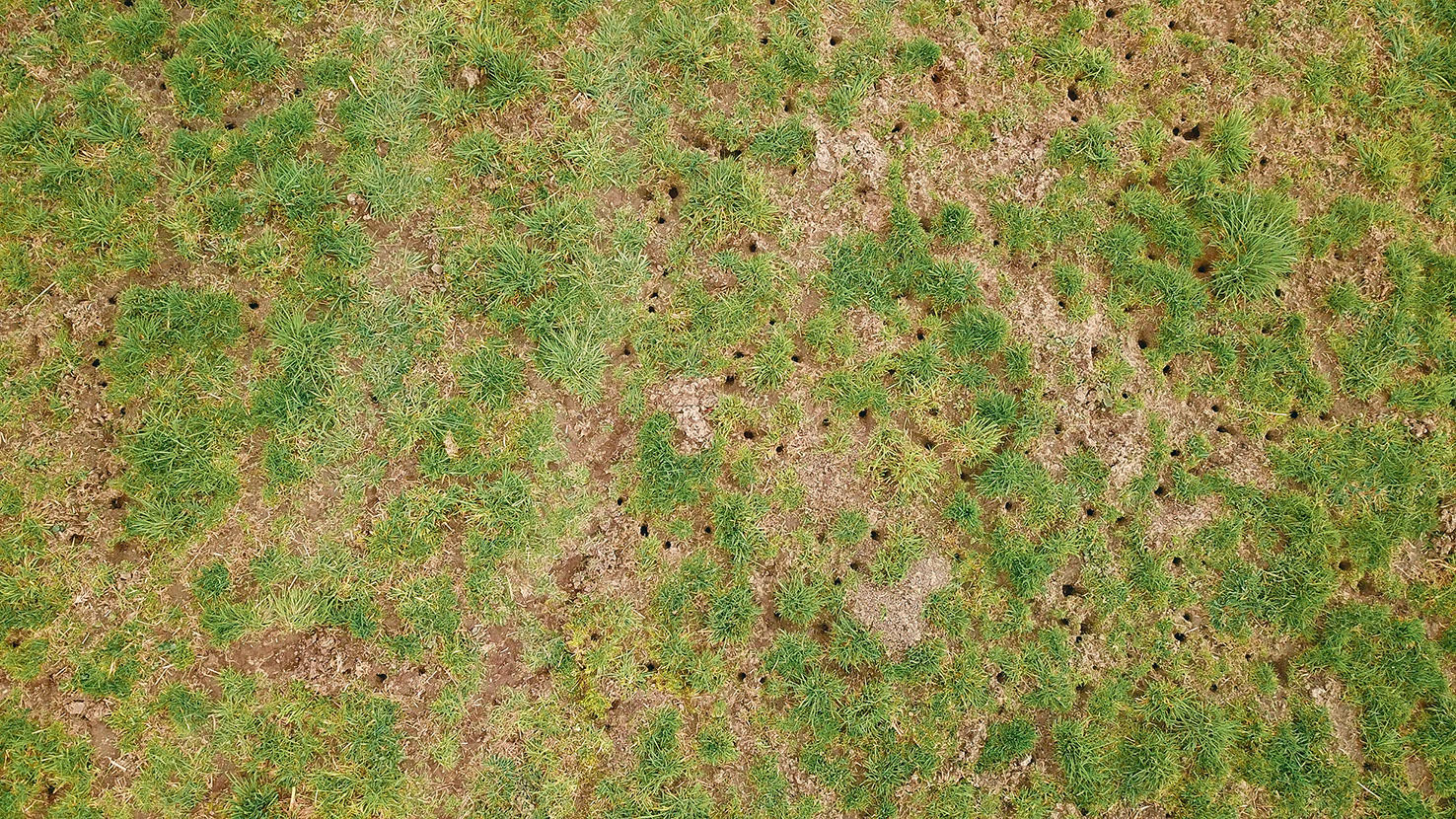Feldmäuse  sind heuer eine echte Plage.jpg © Michael Hatheier Feldmäuse  sind heuer eine echte Plage.jpg © Michael Hatheier