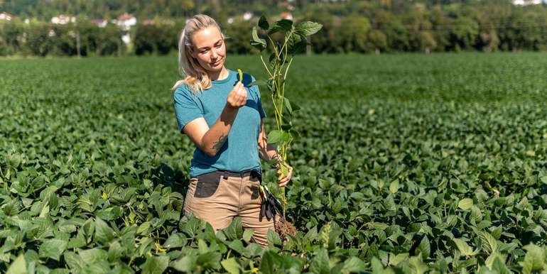 Soja_Fruchtbildung_31-ID94746.jpg © agrarfoto.com Soja_Fruchtbildung_31-ID94746.jpg © agrarfoto.com