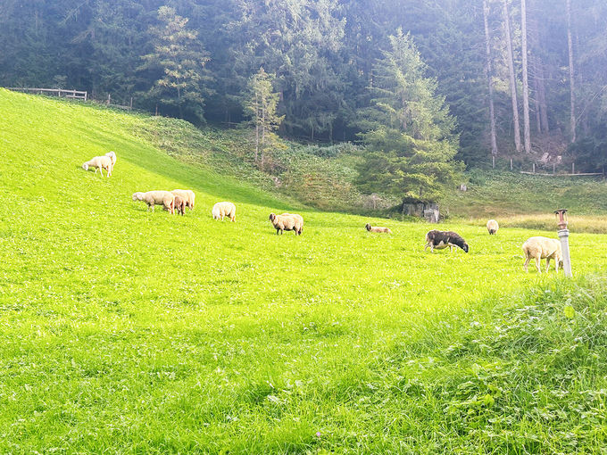 Herbstweide Schafe Kopie.jpg