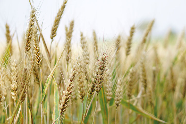 AMA-Gütesiegel für Ackerfrüchte.jpg © Foto: Adobe Stock/kirahoffmann AMA-Gütesiegel für Ackerfrüchte.jpg © Foto: Adobe Stock/kirahoffmann