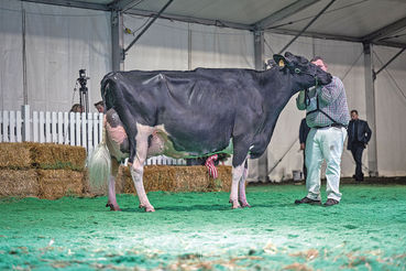 11. Dairy Grand Prix Austria zeigte noch nie dagewesene Qualität.jpg © Fleur Maartje 11. Dairy Grand Prix Austria zeigte noch nie dagewesene Qualität.jpg © Fleur Maartje