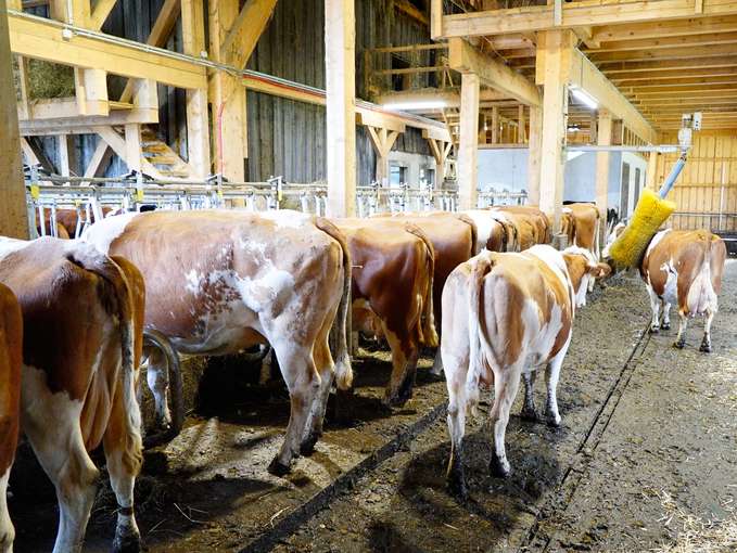 Voggenhof in Abtenau: Manchmal kommt es anders als gedacht.jpg