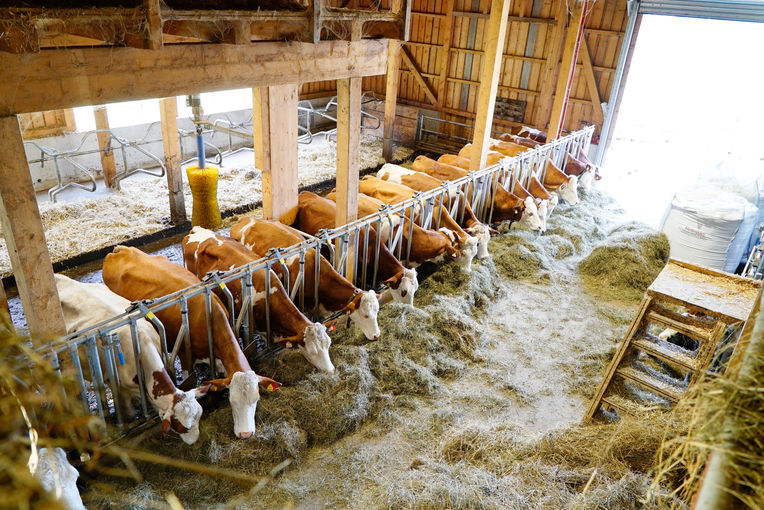 Voggenhof in Abtenau: Manchmal kommt es anders als gedacht.jpg