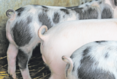 Schweine © AdobeStock/Cheryl