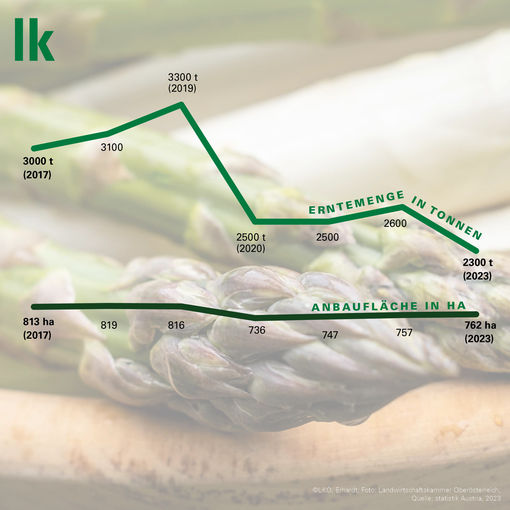 Spargel-Grafik 2024 - 3