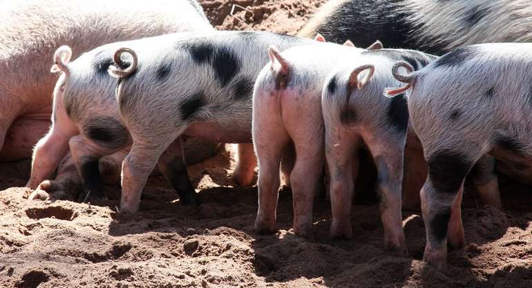 Ferkel mit Ringelschwänzchen © G.C. auf Pixabay Ferkel mit Ringelschwänzchen © G.C. auf Pixabay