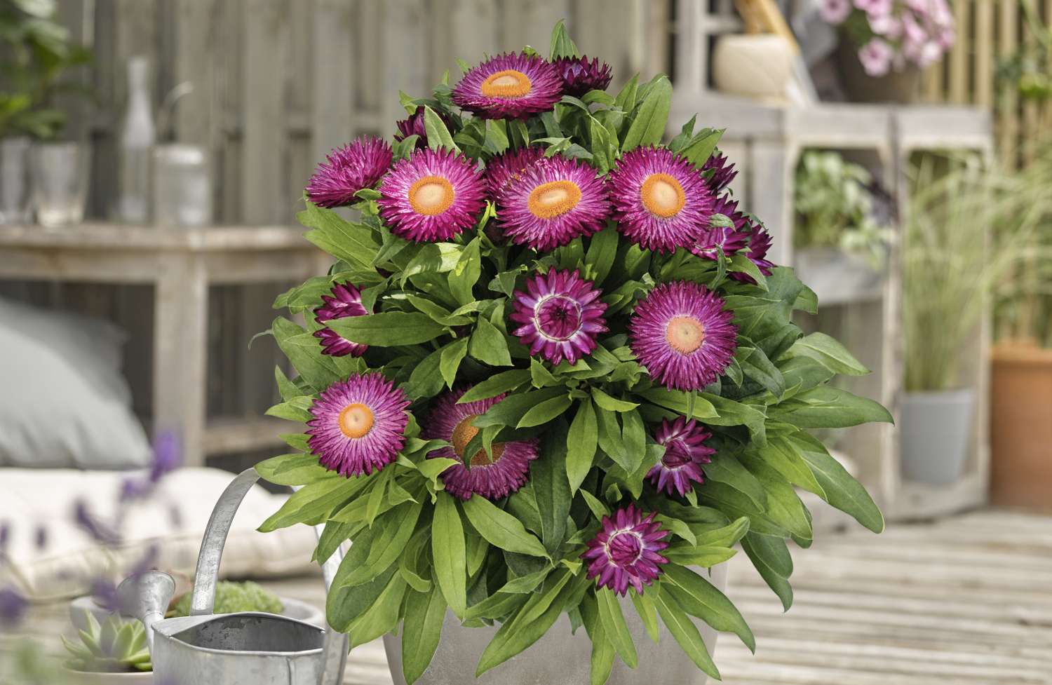 Foto_Balkonblume_dJ..jpg © Die OÖ Gärtner Foto_Balkonblume_dJ..jpg © Die OÖ Gärtner