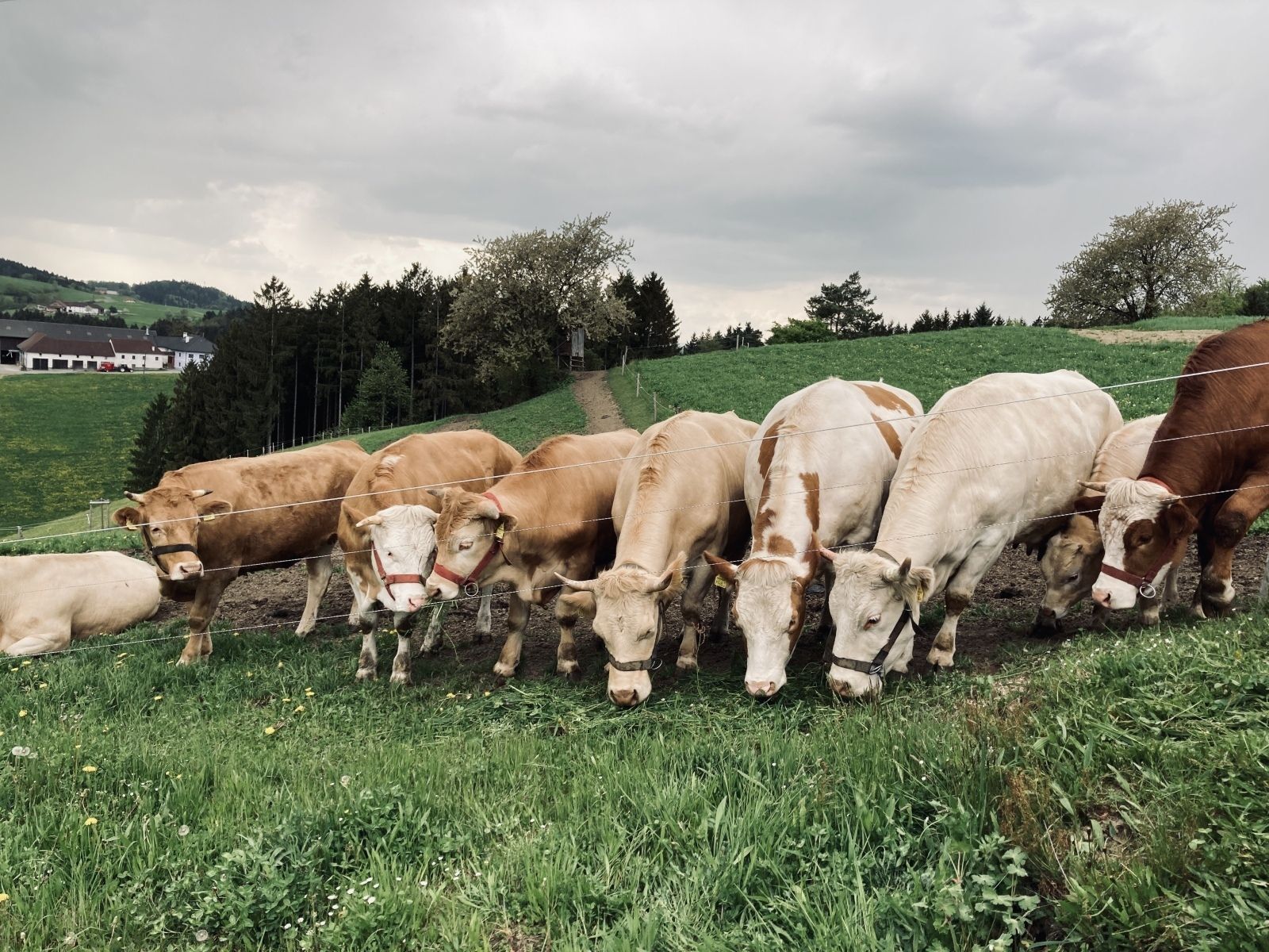 Repo 13_14_Betrieb Kürnsteinerhof_Bild_4_Waldviertler_Blondvieh_Patrik_Tafner.jpg © Patick Tafner Repo 13_14_Betrieb Kürnsteinerhof_Bild_4_Waldviertler_Blondvieh_Patrik_Tafner.jpg © Patick Tafner