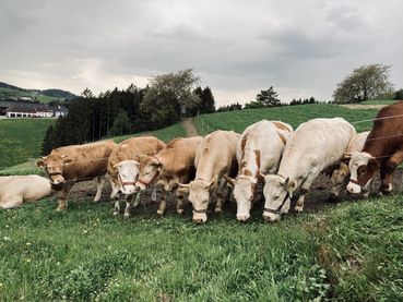 Repo 13_14_Betrieb Kürnsteinerhof_Bild_4_Waldviertler_Blondvieh_Patrik_Tafner.jpg © Patick Tafner Repo 13_14_Betrieb Kürnsteinerhof_Bild_4_Waldviertler_Blondvieh_Patrik_Tafner.jpg © Patick Tafner