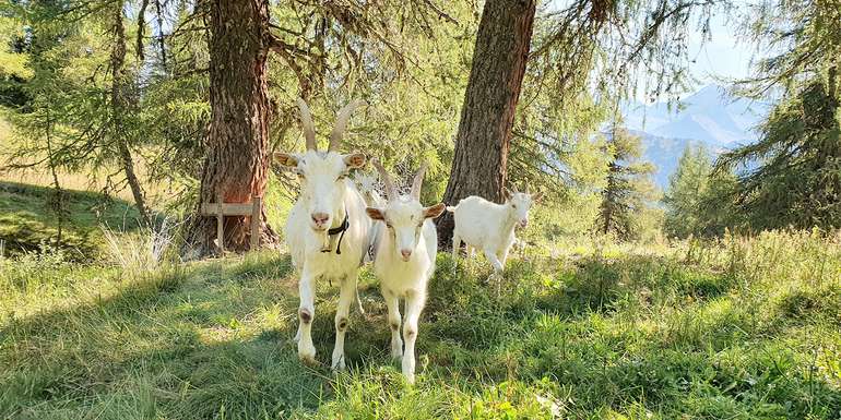 Ziegen © LK Tirol Ziegen © LK Tirol