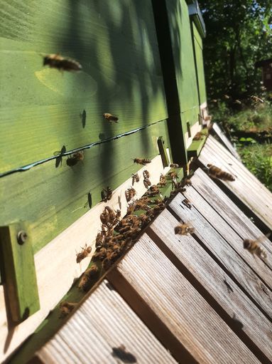 Bienenstand (c) Melanie Haslauer (149).jpg © Melanie Haslauer/LK NÖ