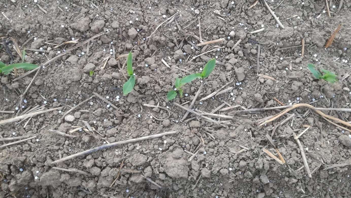 Mais 2 Blatt gedüngt BWSB Wallner.jpg