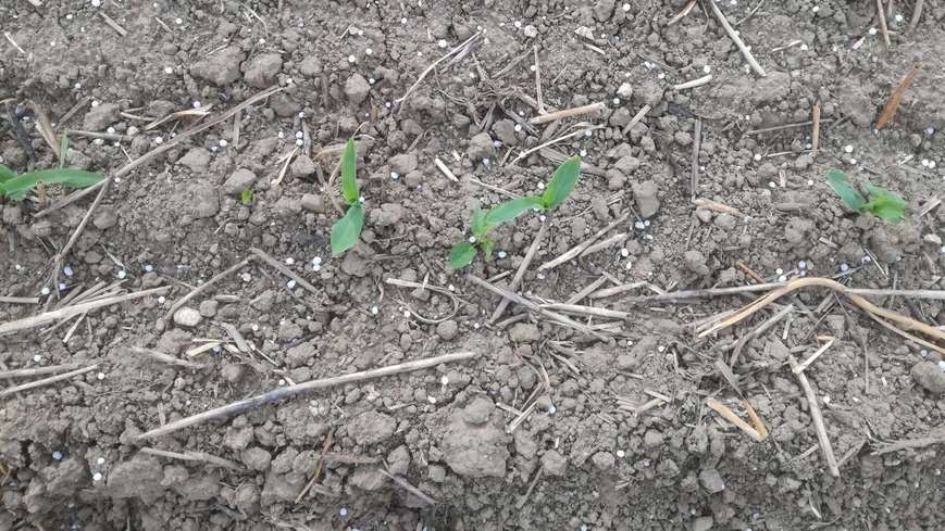 Mais 2 Blatt gedüngt BWSB Wallner.jpg