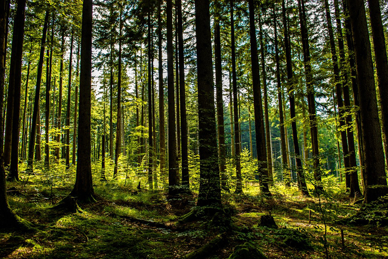 Wald © AdobeStock © AdobeStock