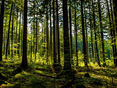 Wald © AdobeStock © AdobeStock