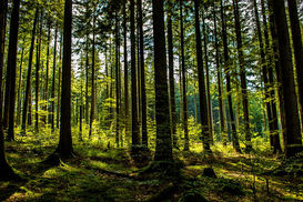 Wald © AdobeStock.jpg