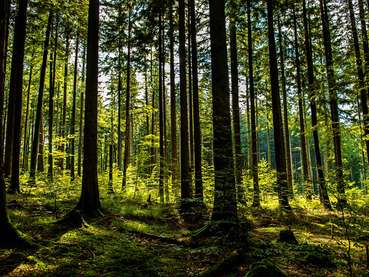 Wald © AdobeStock.jpg © AdobeStock Wald © AdobeStock.jpg © AdobeStock