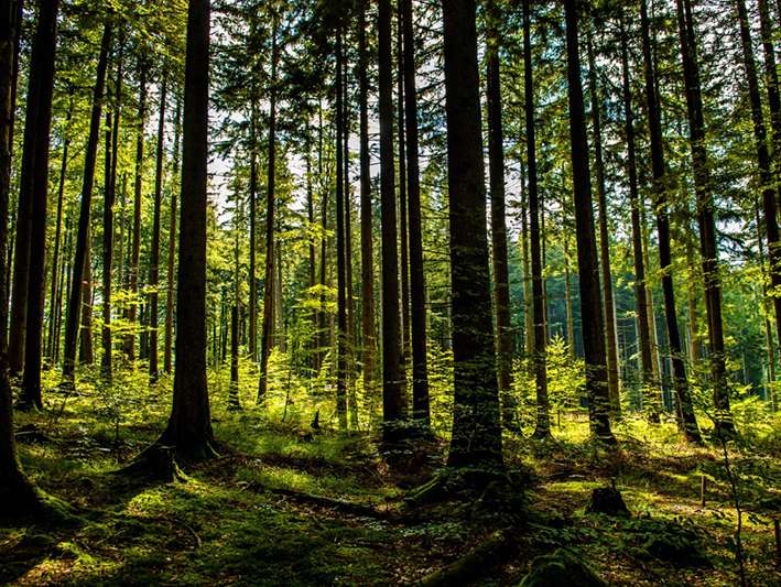 Wald © AdobeStock.jpg