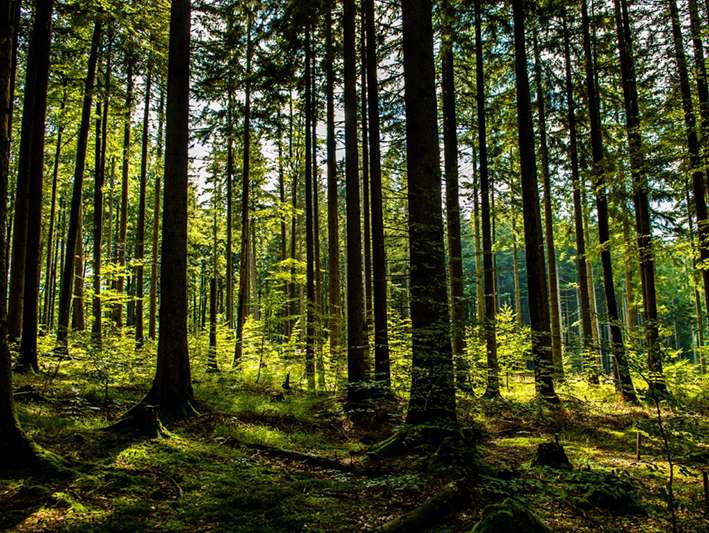 Wald © AdobeStock.jpg © AdobeStock Wald © AdobeStock.jpg © AdobeStock