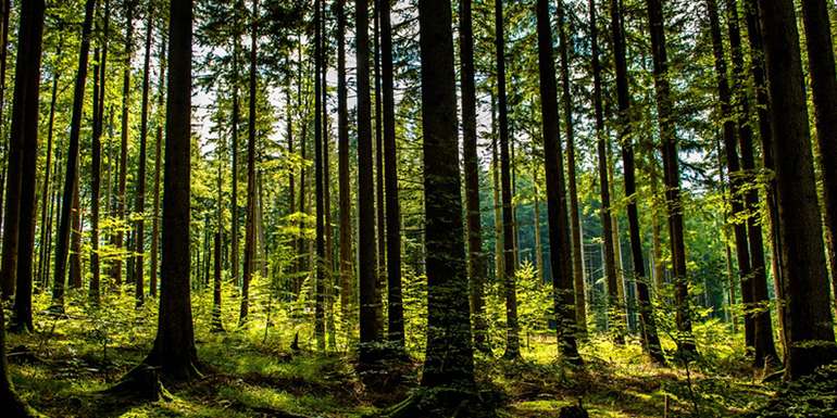 Wald © AdobeStock.jpg © AdobeStock
