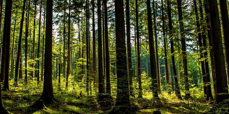 Wald © AdobeStock.jpg © AdobeStock
