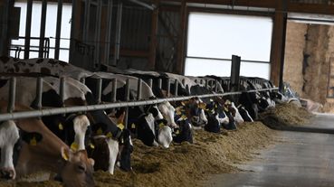 Milchkühe am Betrieb der Möck Milch GbR.jpg