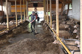 leistungsgerechte Fütterung   Schafhaltung mit Plan.jpg