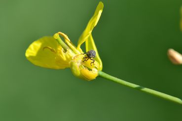 Raps-Kohlschotenrüssler auf Blüte.jpg