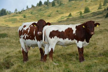 Almwirtschaftstagung.jpg © kk Almwirtschaftstagung.jpg © kk