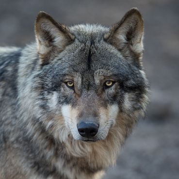 Wolf.jpg © stock.adobce.com Wolf.jpg © stock.adobce.com