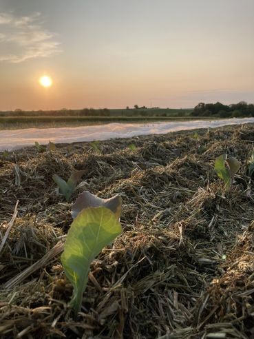 Mit Mulchtec Planter frisch gesetzte Kraut Jungpflanzen in Mulchschicht.jpg © Bio Austria OÖ/Gadermaier