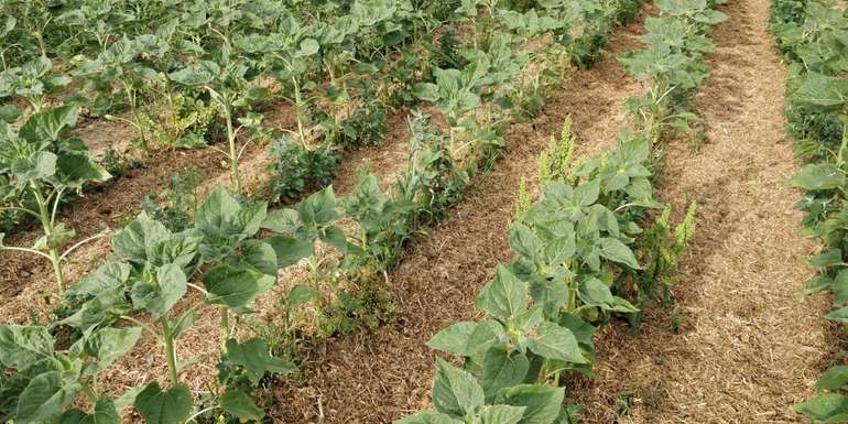 Transfermulch in Sonnenblume, 11 Tage nach Ausbringung des frischen Materials.jpg © BWSB