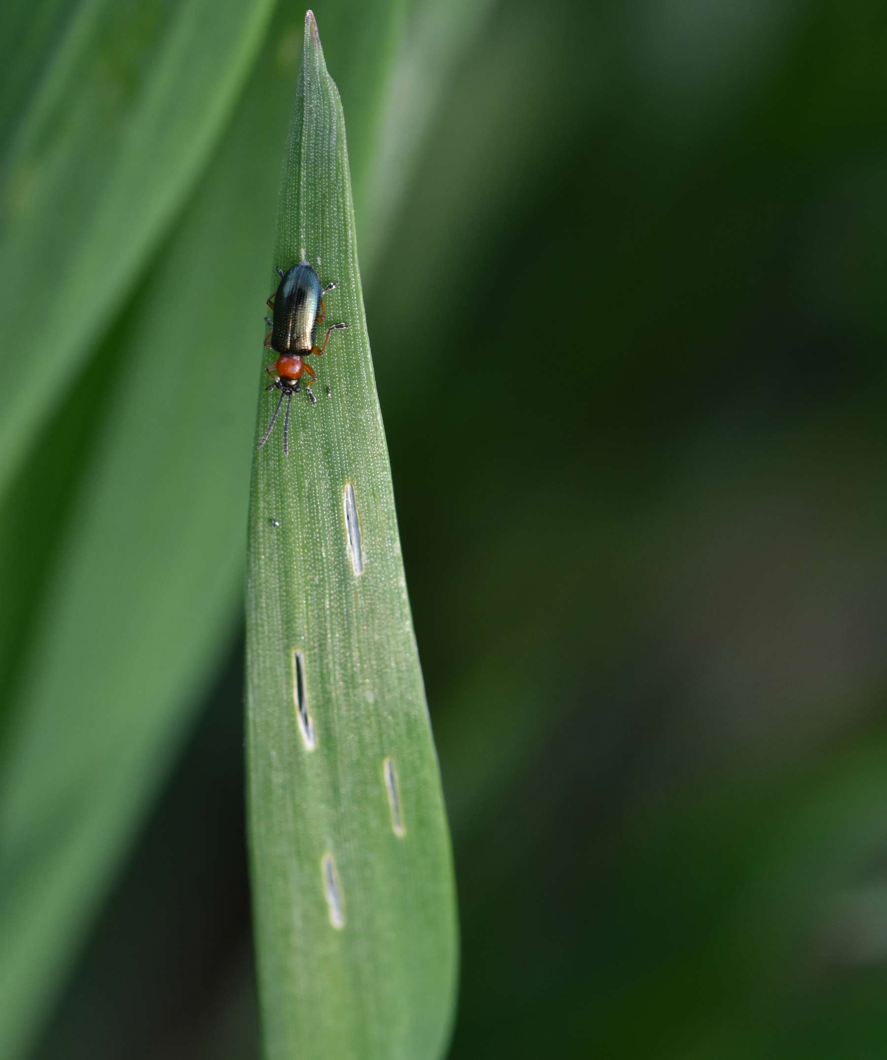 Rothalsiges Getreidehähnchen und Fensterfraß.jpg © LK OÖ/Köppl