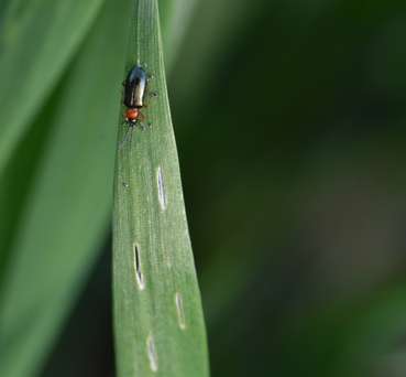 Rothalsiges Getreidehähnchen und Fensterfraß.jpg