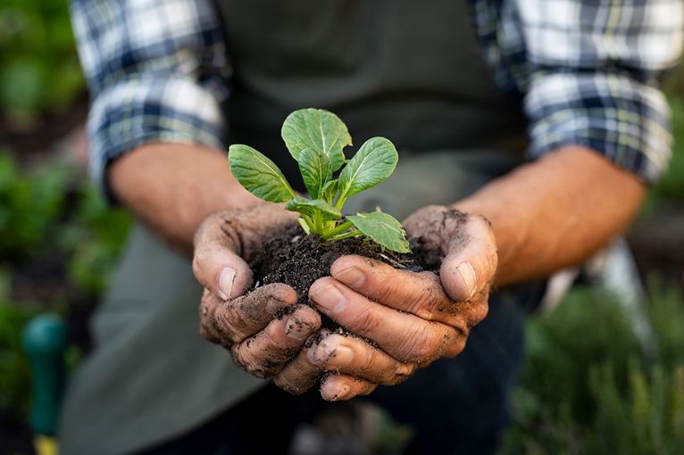 Bio Austria OÖ_Ankündigung_Jungpflanzentag_Shutterstock_1455512339_Ground Picture.jpg © Shutterstock/Ground Picture