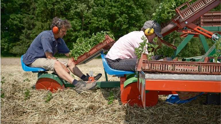 Setzen von Sellerie Jungpflanzen in Mulchschicht mit Mulchtec Planter..jpg © Bio Austria OÖ/Gadermaier Setzen von Sellerie Jungpflanzen in Mulchschicht mit Mulchtec Planter..jpg © Bio Austria OÖ/Gadermaier