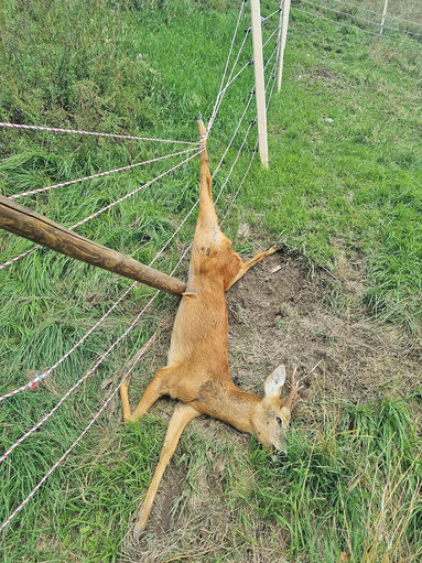 Der Wolf bedroht die Artenvielfalt.jpg © Marco Züger Der Wolf bedroht die Artenvielfalt.jpg © Marco Züger
