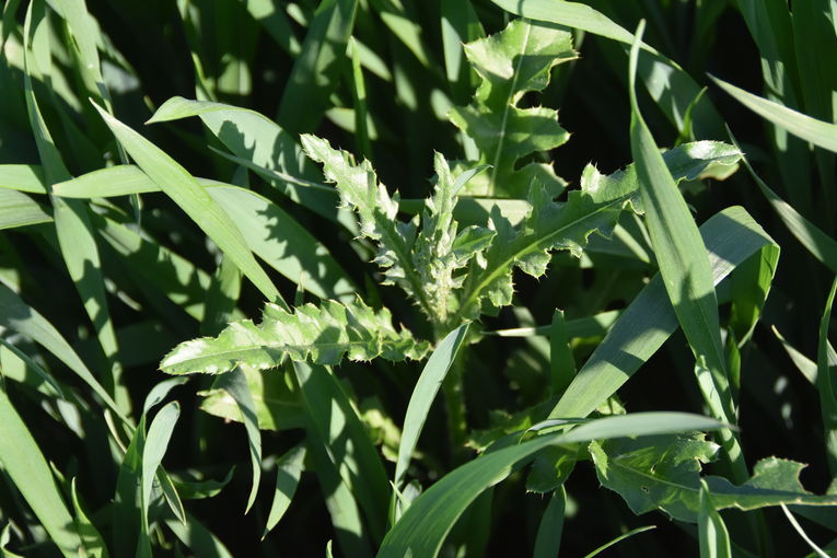 Distel und Gerste im Fahnenblatt.jpg