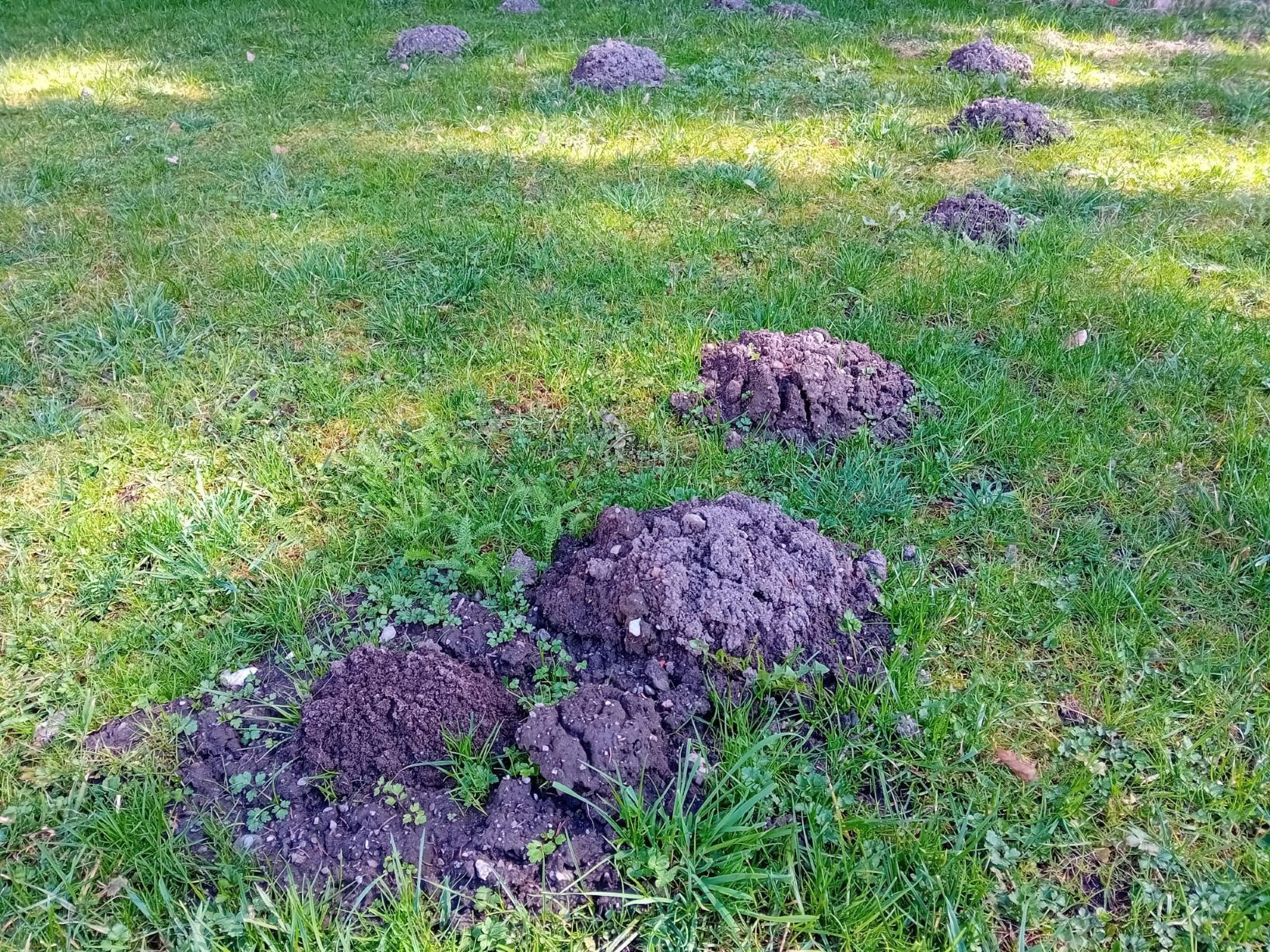 Erdhaufen Foto 01 (c) Astrid Pichorner.jpg © Astrid Pichorner Erdhaufen Foto 01 (c) Astrid Pichorner.jpg © Astrid Pichorner