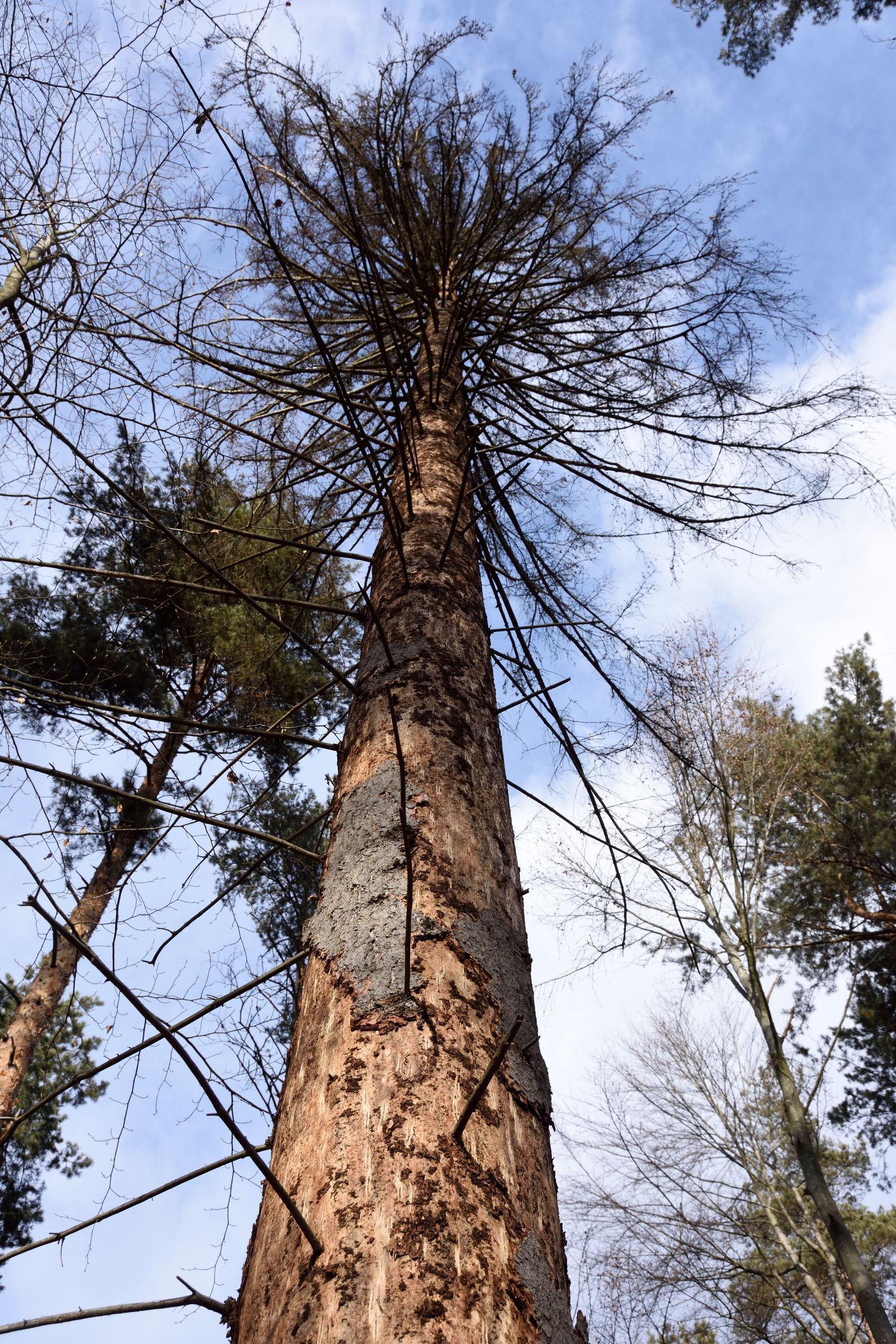 Borkenkäfer 2.jpg © kk Borkenkäfer 2.jpg © kk