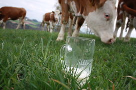 Milchglas Gras Kühe LKOÖ (1).jpg