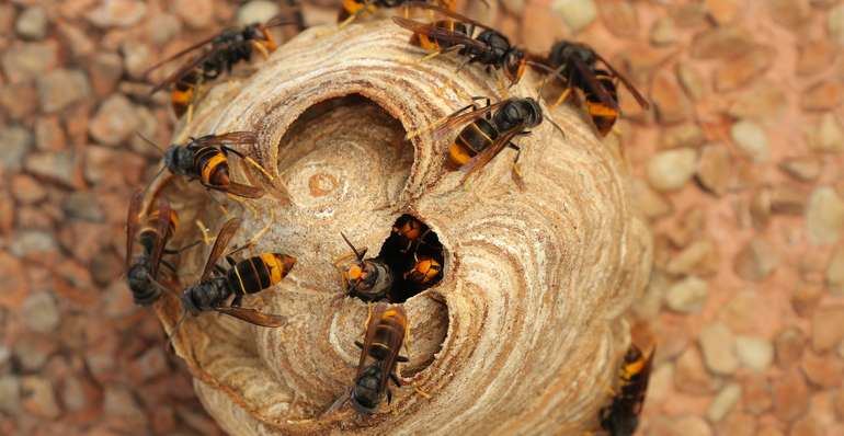 Velutina Nest