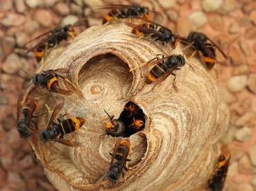 Velutina Nest (c)iStock IVANVIEITO (Mittel).jpg