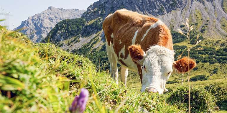 Rind_Alm_Karwendel_Tirol_c_si2016ab_AdobeStock_171962603 Kopie.jpg © AL. – stock.adobe.com Rind_Alm_Karwendel_Tirol_c_si2016ab_AdobeStock_171962603 Kopie.jpg © AL. – stock.adobe.com