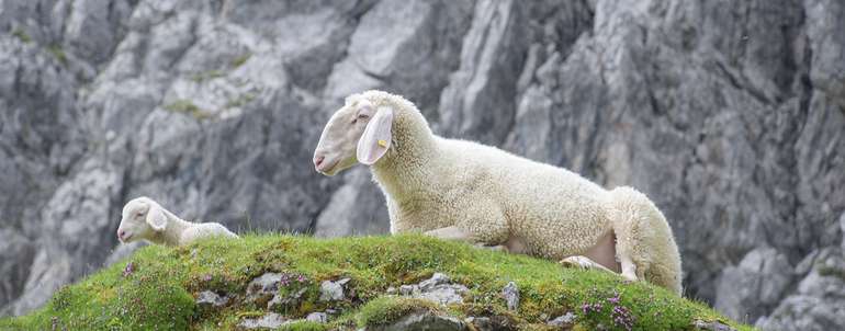 Schaf_Alm_DSC_2054_c_Schaf-und-Ziegenzucht Kopie.jpg © Schaf- und Ziegenzucht Schaf_Alm_DSC_2054_c_Schaf-und-Ziegenzucht Kopie.jpg © Schaf- und Ziegenzucht